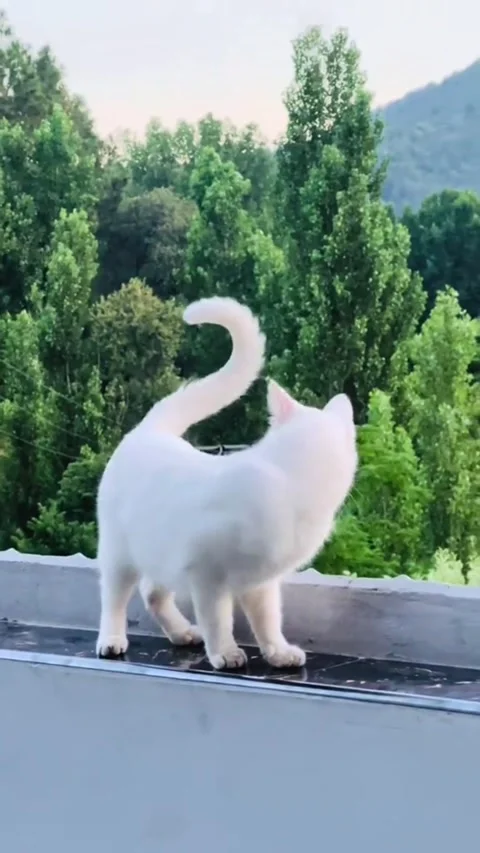 White Cat Exploring Balcony Against Lush Green Forest Background Stock Footage 337259361