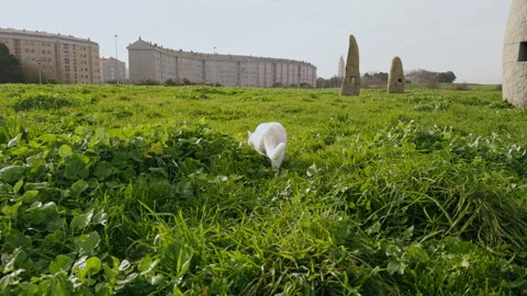 White Cat Exploring a Lush Urban Green Field Stock Footage 274435087