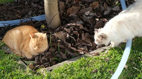 A White Cat Fighting a Yellow Cat Slepping Stock Footage 145407431
