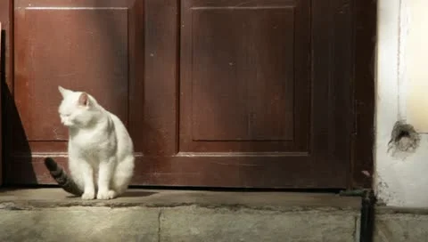 White cat Stock-Footage 10700723