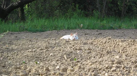 White Cat Stock Footage 22959975