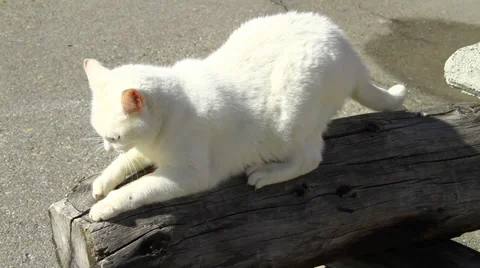 White cat Stock Footage 31748481