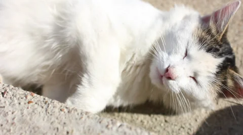 White cat Stock Footage 32264313