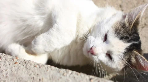 White cat Stock Footage 35800828