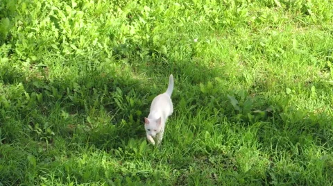 White cat Видео 44497647