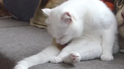 White cat Stock Footage 52725090