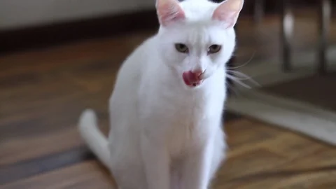 White Cat Video stock 85226966