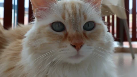 White Cat Video stock 97784571