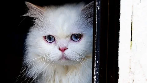 White Cat Stock Footage 99184314