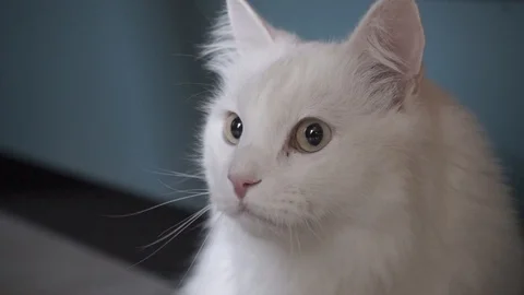 The white cat Stock Footage 127703926