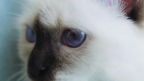 White cat Stock Footage 129899789