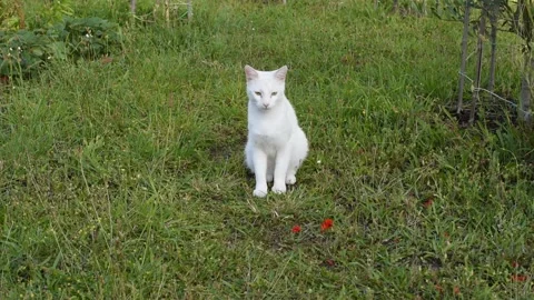 White cat Video stock 133191952