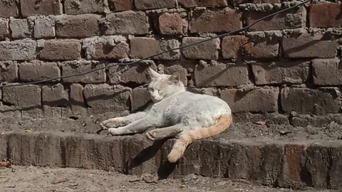 White cat Video stock 149216881