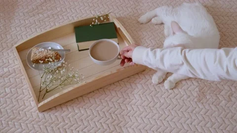 White cat Stock Footage 151068974