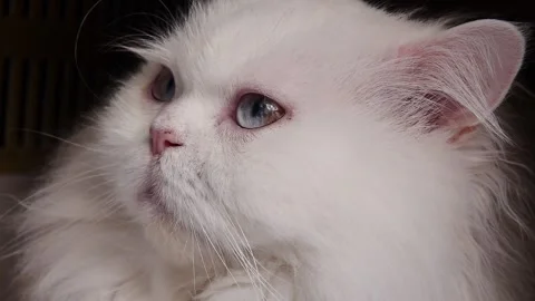 White cat Stock Footage 170906151