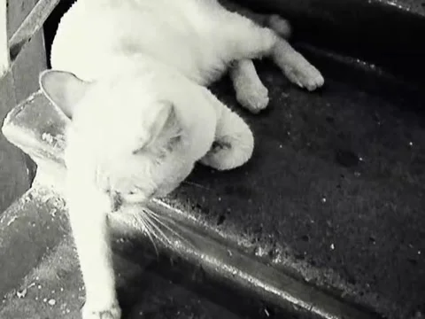 White Cat Video stock 222588645