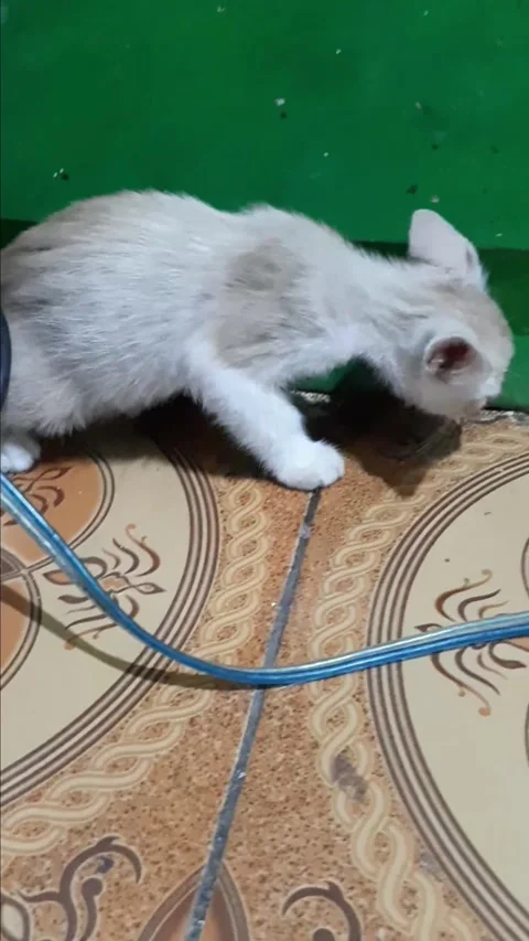 White Cat Stock Footage 242173485