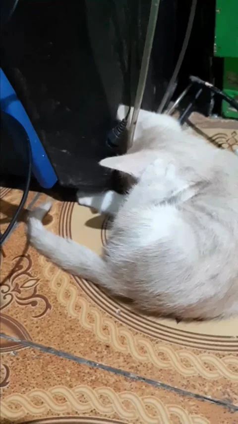 White Cat Stock Footage 242173490