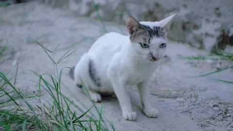 White cat Stock Footage 249657397