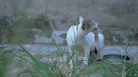 White cat Stock Footage 249657453