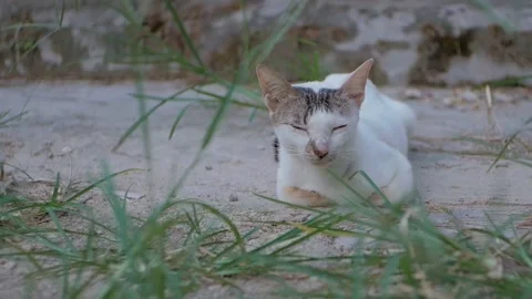 White cat 動画素材 249657527