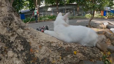 White cat 스톡 동영상 257788028