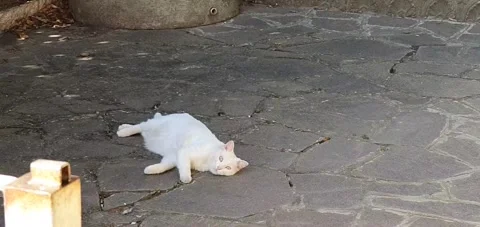 WHITE CAT Stock Footage 260239395