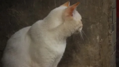 White cat Stock Footage 274176500