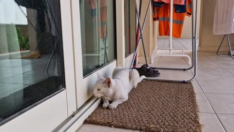 White cat Stock Footage 275271254