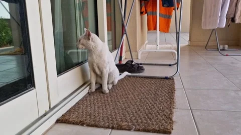 White cat Stock Footage 275279515