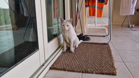 White cat Stock Footage 275283159