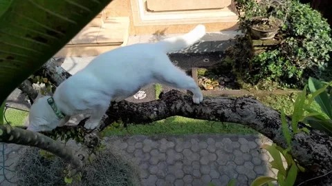White cat Stock Footage 324324125
