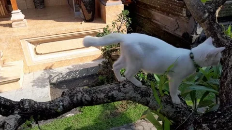 White cat Stock Footage 324324204