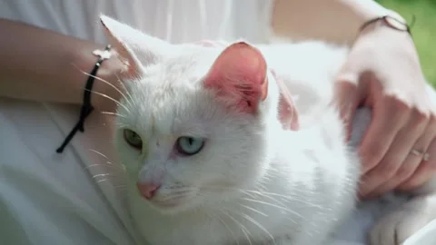 White cat Stock Footage 330883616