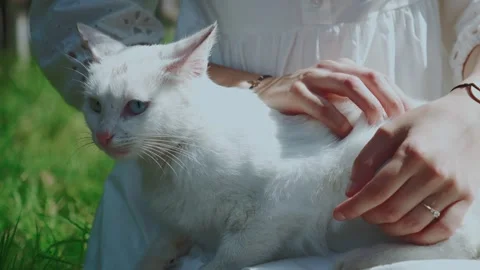 White cat Stock Footage 330883632