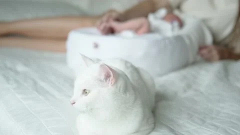 White cat in the foreground is lying in the bedroom on the bed of the newborn Stock Footage 142088870