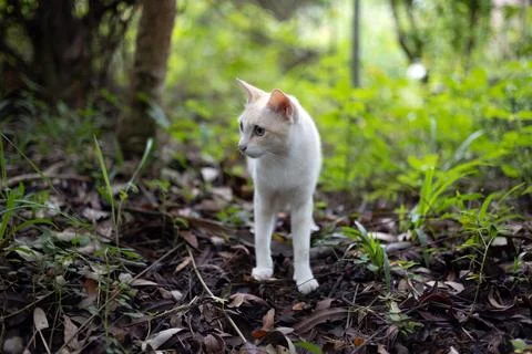 White cat in the forest. Фото