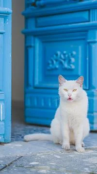 White cat with funny expression sitting before a blue door 写真素材