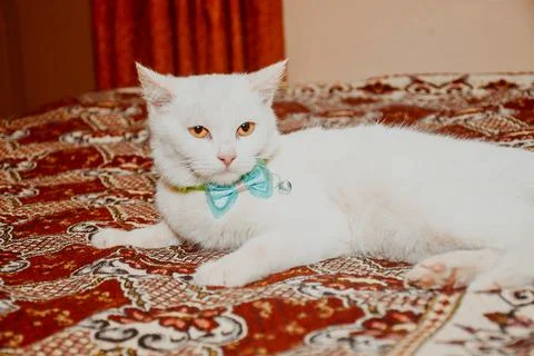 White cat funny lying in the bed on bed Foto stock