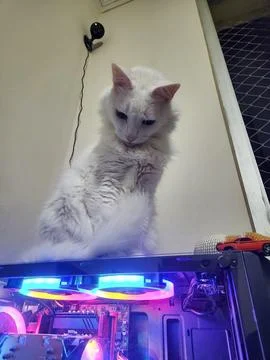 White cat on gaming computer. Stock Photos