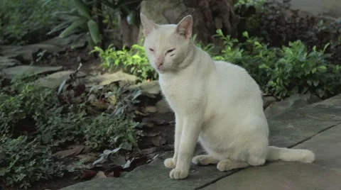 White Cat at a Garden Stock Footage 56959968