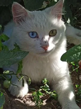 White cat in the garden Photos