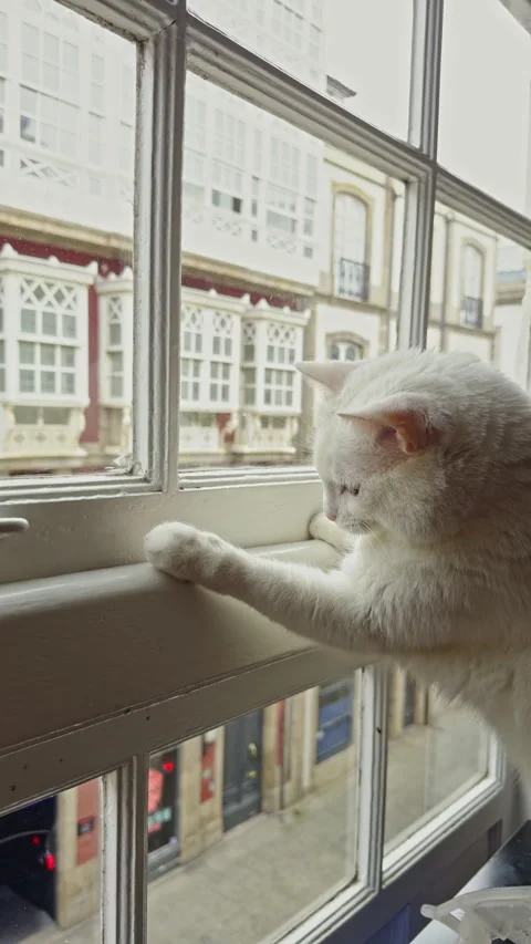White cat gazing out window at urban street Stock Footage 277105941