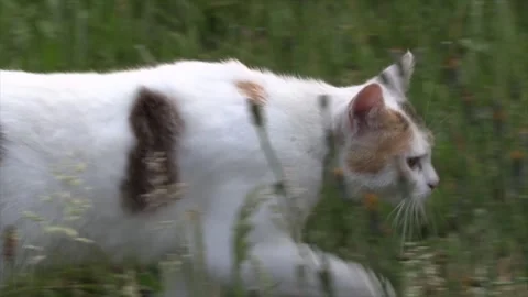 A white cat with ginger, black and brown spots, walking through tall grass Stock Footage 251000678