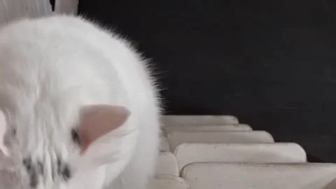 A white cat gracefully climbs white stairs, confidently observing its surro.. Video stock 305880447