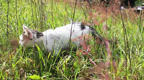 White cat in the grass Stock Footage 29712160