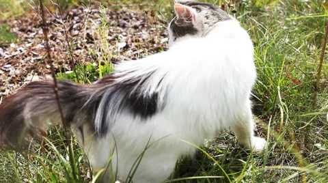 White cat in the grass Stock-Footage 30094633