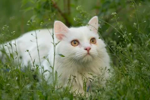 White Cat In The Grass Foto stock