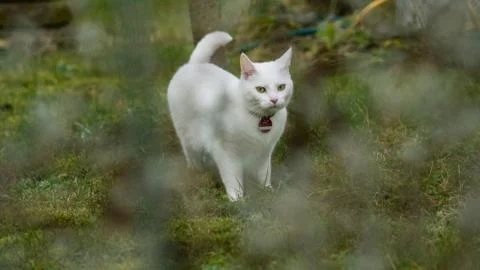 White cat on grass Stock Photos