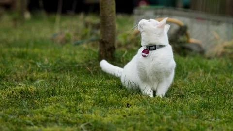 White cat on grass Stock Photos